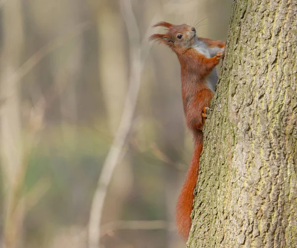 Adorable Red Squirrel Tree Trunk — Stock Photo, Image
