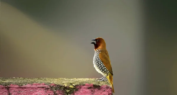 Een Close Shot Van Een Scaly Breasted Munia Een Wazige — Stockfoto