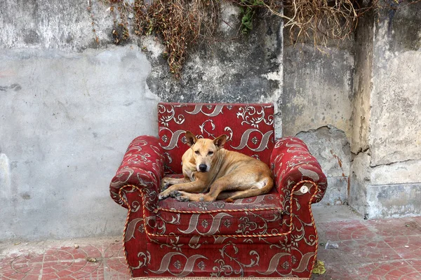 Ένα Σκυλί Ξαπλωμένο Στην Πολυθρόνα Στον Κήπο — Φωτογραφία Αρχείου