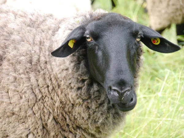 羊の放牧の閉鎖 農場の動物 — ストック写真