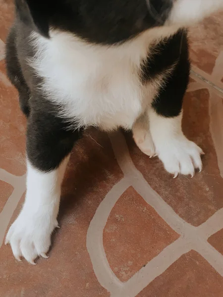 Primer Plano Patas Perro Bebé Blanco Negro Con Garras Largas — Foto de Stock