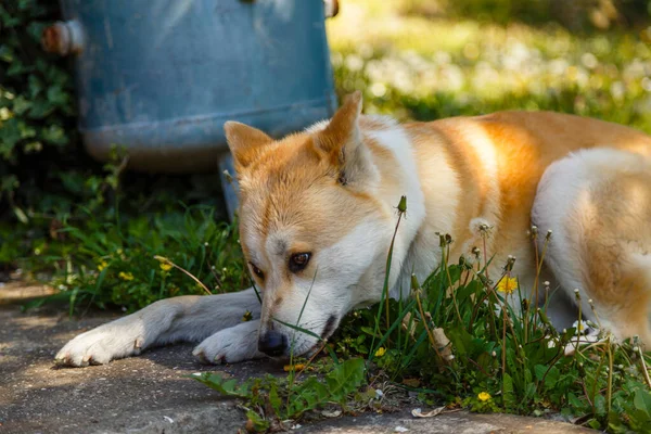 Cão Shiba Inu Deitado Chão Com Dentes Leão Florescendo — Fotografia de Stock