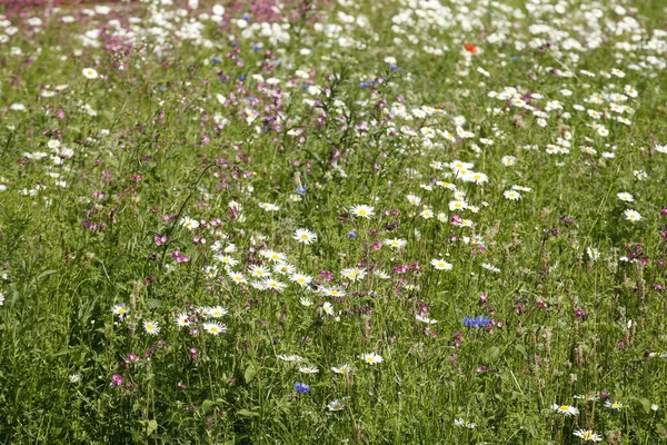 Ein Schönes Feld Mit Blühenden Weißen Wildblumen — Stockfoto