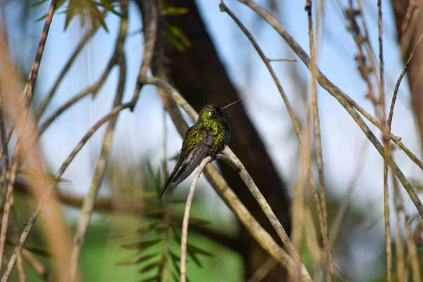 Selective Focus Green Hummingbird Perching Tree Branch Wil — Stock Photo, Image