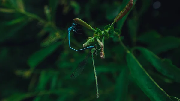 Enfoque Selectivo Libélulas Hoja Verde Oscuro Con Gotas Agua — Foto de Stock