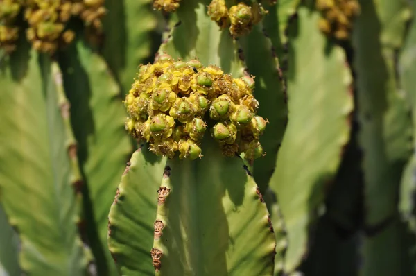 Egy Közelkép Euphorbia Gyertyatartóról Kiválasztott Fókusz — Stock Fotó