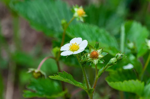 Closeup Shot White Strawberry Flower Blurred Background — Stock Photo, Image