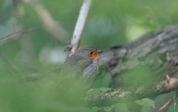 Bir Ağaç Dalına Tünemiş Sevimli Avrupalı Bir Robin Yakın Plan — Stok fotoğraf