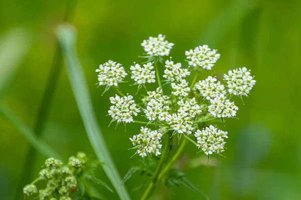 Primo Piano Fiori Chaerophyllum Aromaticum Con Foglie Verdi Sfondo Sfocato — Foto Stock