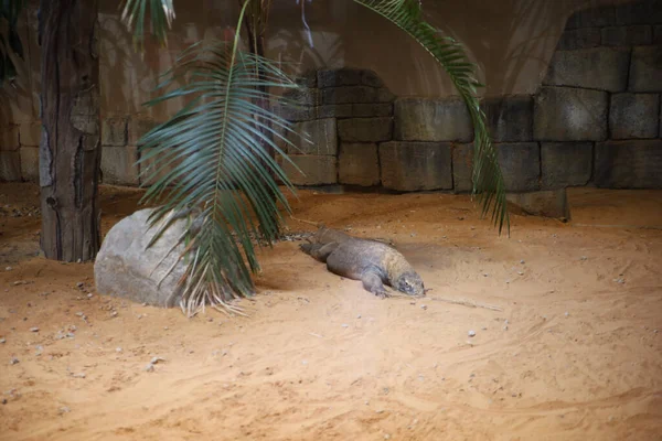 米国タルサ 2021年6月25日 タルサ動物園のコモドドラゴン タルサ — ストック写真