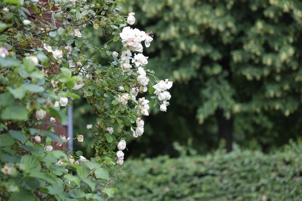 Primer Plano Arbusto Con Pequeñas Rosas Blancas Enfoque Seleccionado — Foto de Stock