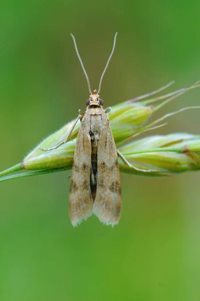 Vertikální Detailní Záběr Můry Homoeosoma Sinuella Zavěšené Travní Čepeli — Stock fotografie