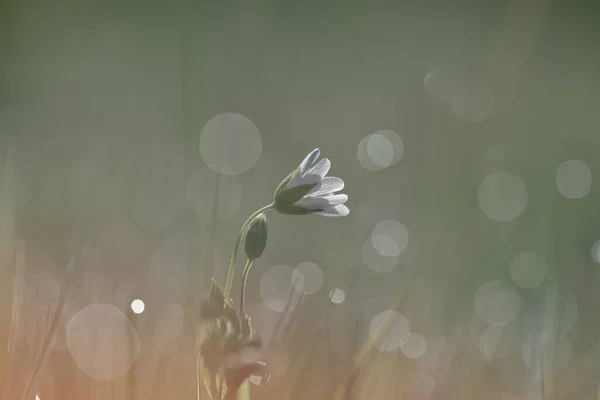在一片模糊的背景上的田野里的一朵白花 — 图库照片