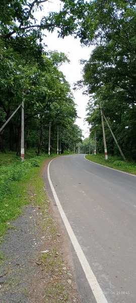 Tiro Vertical Uma Estrada Que Passa Pelas Altas Árvores Verdes — Fotografia de Stock