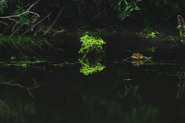 Uma Bela Lagoa Refletindo Floresta Verde Vibrante Acima Dela Com — Fotografia de Stock