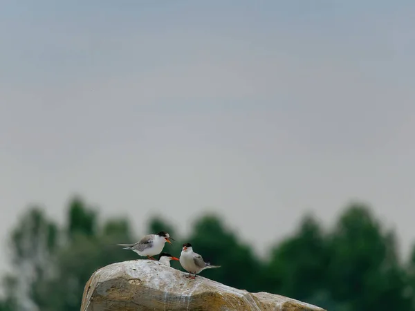 湖の近くの岩の上の鳥類の選択的焦点ショット — ストック写真