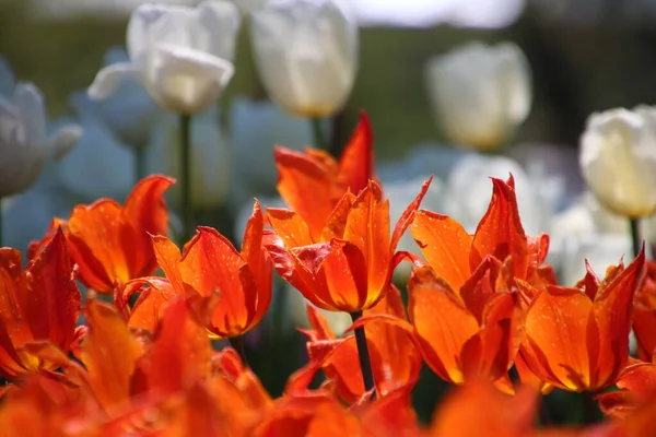 Close Tulipas Jardim Sob Luz Solar Com Fundo Embaçado — Fotografia de Stock