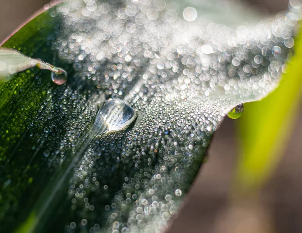 Closeup Shot Raindrop Green Leaf — Stock Photo, Image