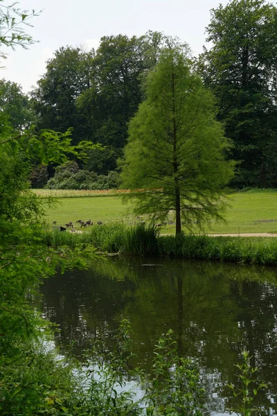 Uma Árvore Perto Lago Parque Bem Tratado Schloss Castelo Dyck — Fotografia de Stock