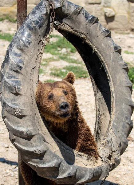 Vertikální Záběr Medvěda Hrajícího Zavěšené Pneumatice Zoo — Stock fotografie