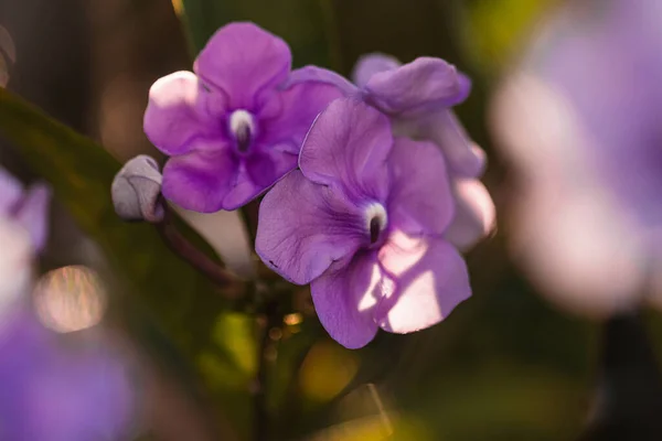 Eine Nahaufnahme Zarter Lila Brunfelsia Pauciflora Einem Strahlend Sonnigen Tag — Stockfoto