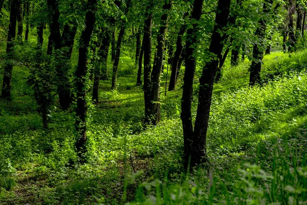 Зелений Ліс Травою Деревами — стокове фото