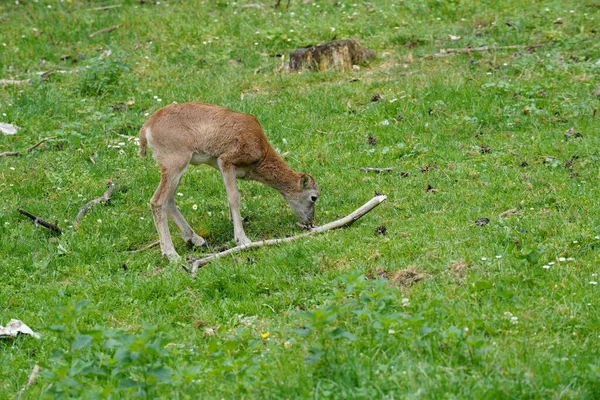 Focus Selettivo Giovane Cervo Pascolo Sul Campo Verde — Foto Stock