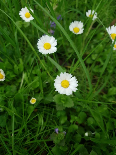 Top View Daisies Field — Stock Photo, Image