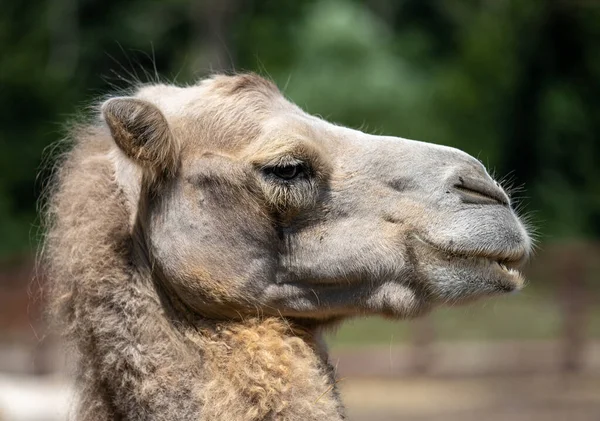 Colpo Profilo Una Faccia Cammello — Foto Stock