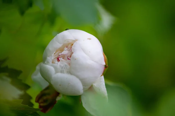 Eine Selektive Aufnahme Einer Schönen Weißen Pfingstrosenknospe Garten — Stockfoto