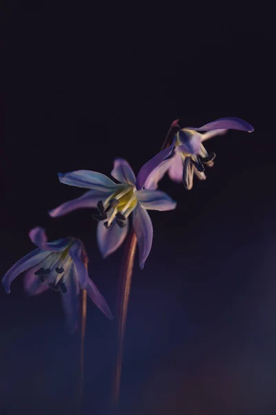 Närbild Bild Bild Lila Scilla Blommor Mörk Bakgrund — Stockfoto