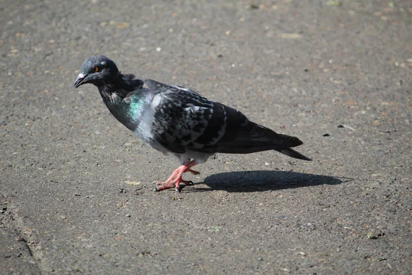 Closeup Black Pigeon Standing Sun Street — Stock Photo, Image