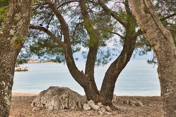 海岸線の自然 Krk Island Croatia — ストック写真
