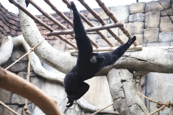 Słodka Głupia Czarna Małpa Wspinająca Się Drewniane Kraty Zoo Słoneczny — Zdjęcie stockowe