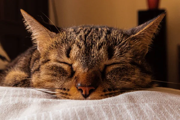 Gros Plan Adorable Chat Domestique Rayé Dormant Sur Canapé Dans — Photo