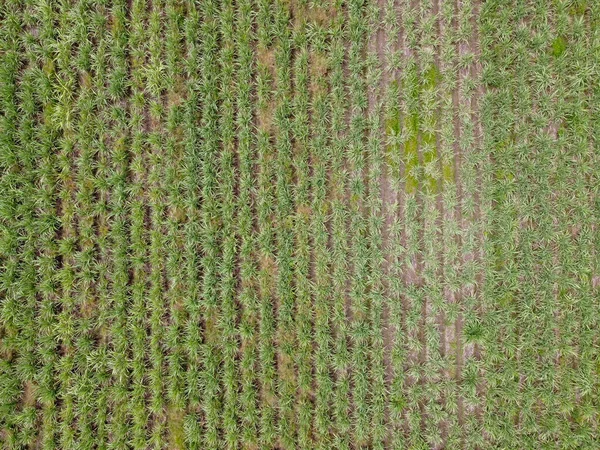 Veduta Aerea Dei Campi Canna Zucchero Nella Valle Autlan Navarro — Foto Stock