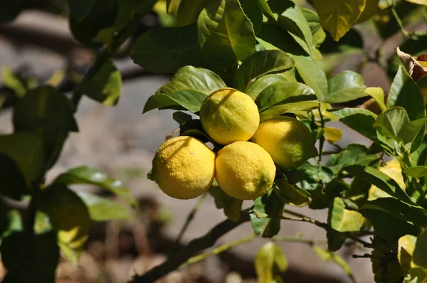 Closeup Lemon Tree Lemons Tree Selected Focus — Stock Photo, Image