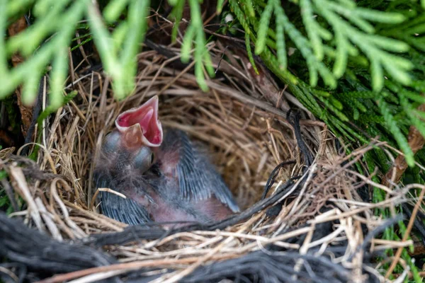 Eine Nahaufnahme Von Oben Von Einem Neugeborenen Vogel Schreit Wesen — Stockfoto