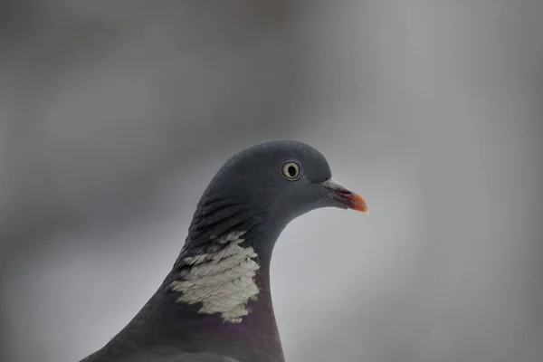 Gros Plan Pigeon Sur Fond Flou — Photo