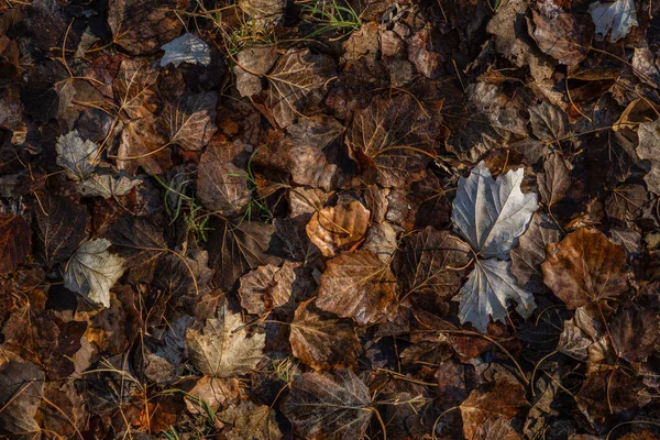 Горизонтальный Фон Коричневых Оранжевых Осенних Сухих Листьев Земле — стоковое фото