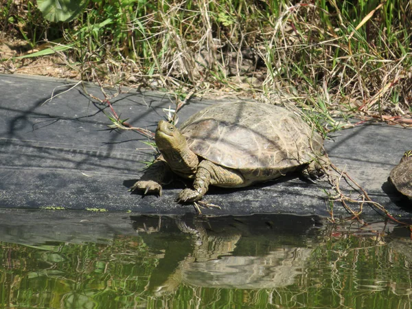 Spanish Pond Turtle Mauremys Leprosa Pond Day — Stock Photo, Image