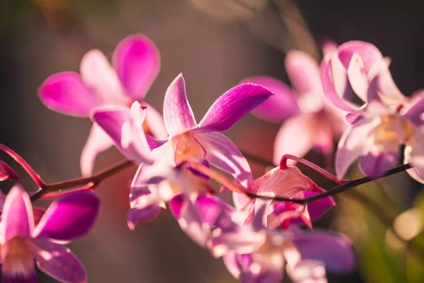 Zbliżenie Delikatnego Spathoglottis Plicata Aka Philippine Mielone Orchidee Cienkiej Gałęzi — Zdjęcie stockowe