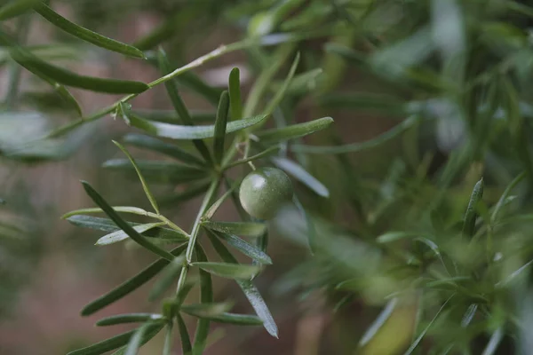 Primo Piano Sfocato Ulivo Verde Con Foglie — Foto Stock