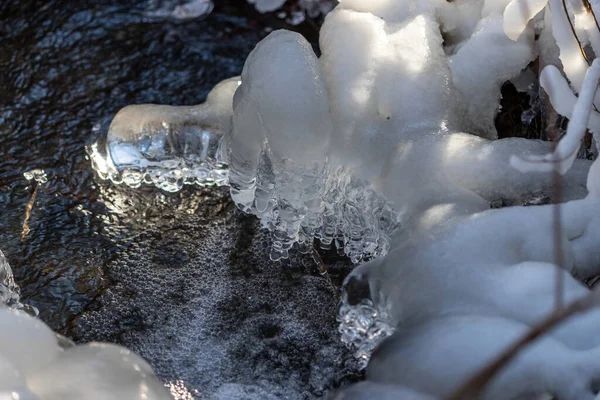 Gros Plan Plantes Congelées Dans Une Rivière Dans Une Forêt — Photo