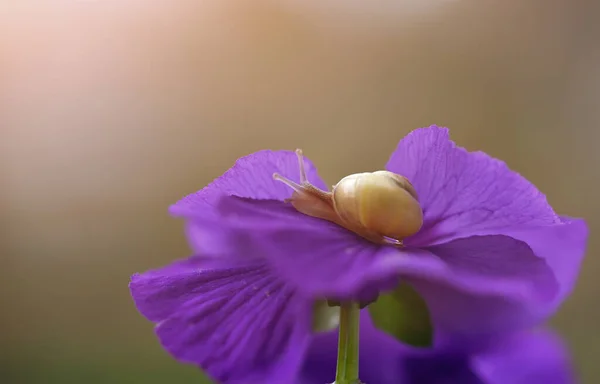 Closeup Shot Small Snail Violet Flower — Stock Photo, Image