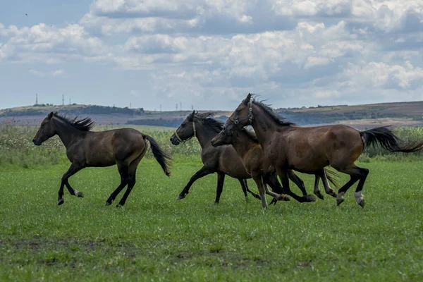 Group Graceful Brown Horses Running Field Daylight — Stock Photo, Image