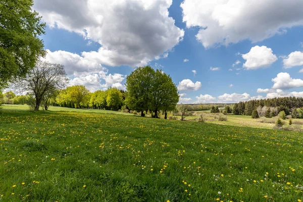 Krajina Oblasti Eifel Zelenou Loukou Stromy Květy Pod Modrou Oblačnou — Stock fotografie