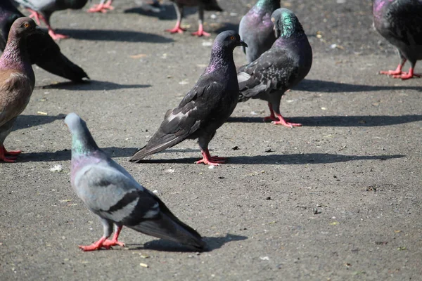 Flock Duvor Står Marken Gatorna Solig Dag — Stockfoto