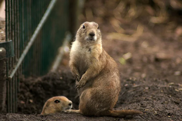 Closeup Shot Two Gophers Ground — Stock Photo, Image