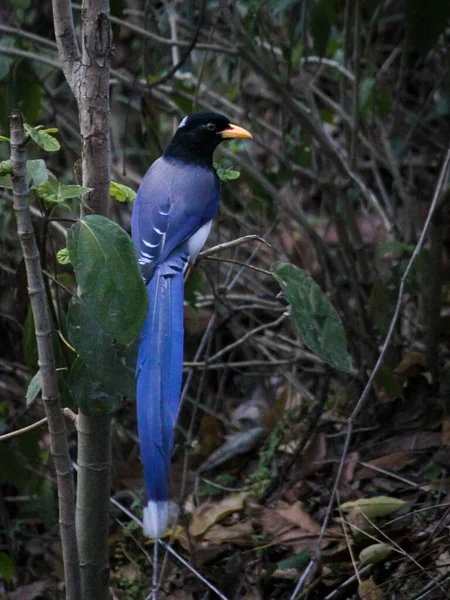 Een Prachtige Taiwan Blue Magpie Urocissa Caerulea Vogel Een Tak — Stockfoto